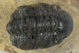 Bargain, Curled Reedops Trilobite - Atchana, Morocco #345145-2